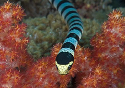 Sea Krait.
N.Sulawesi.
60mm. by Mark Thomas 